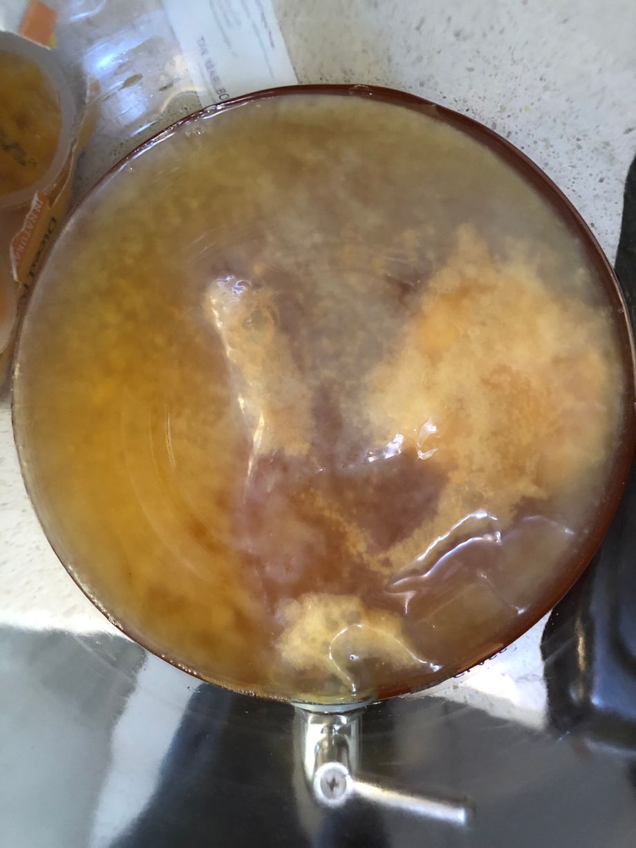 Top-down view of SCOBY